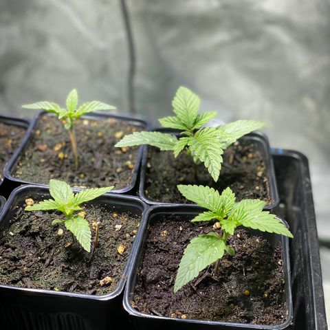 Super Silver Sage  growlog photo