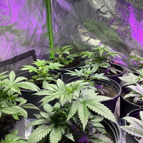 Super Silver Sage  growlog photo