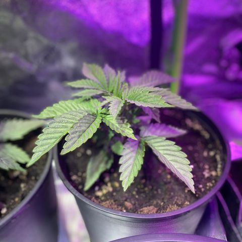 Super Silver Sage  growlog photo