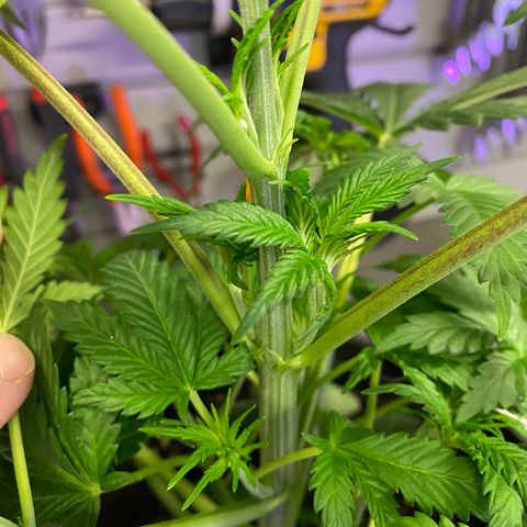 Super Silver Sage  growlog photo