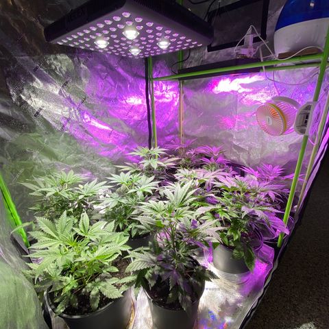 Super Silver Sage  growlog photo