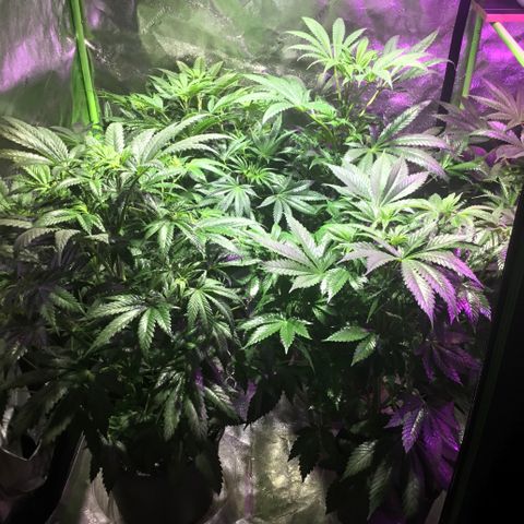 Super Silver Sage  growlog photo: Almost 8 weeks , one more to go to start flower 