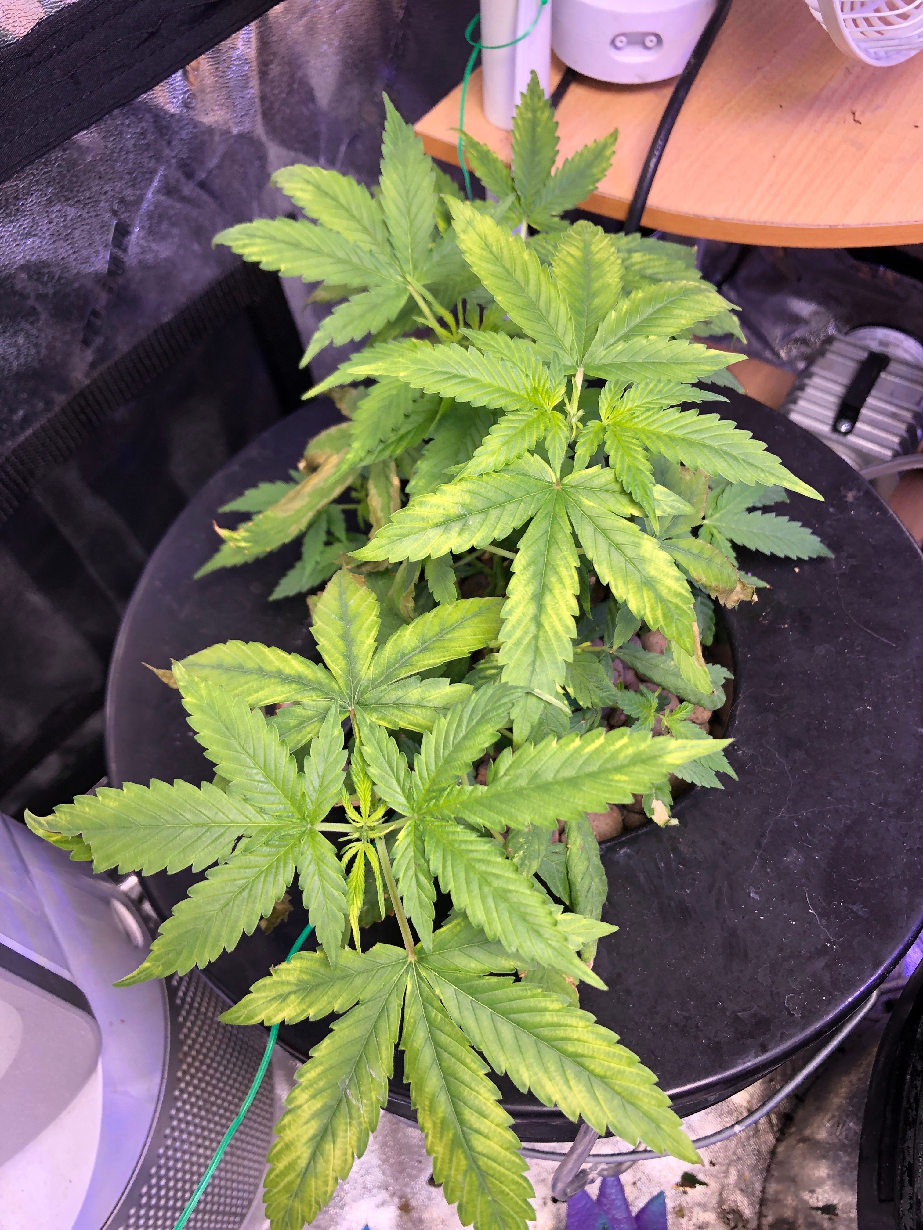 BLue cheese dream auto growlog header