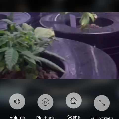 BLue cheese dream auto growlog photo
