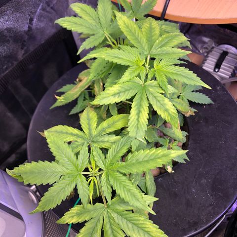 BLue cheese dream auto growlog photo