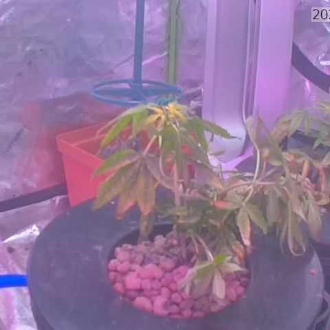 BLue cheese dream auto growlog photo