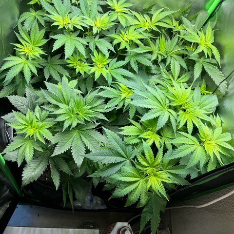 Blueberry OG growlog timeline photo