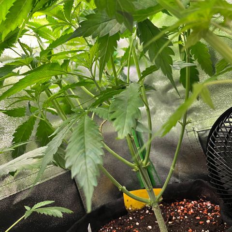 Blueberry OG growlog timeline photo