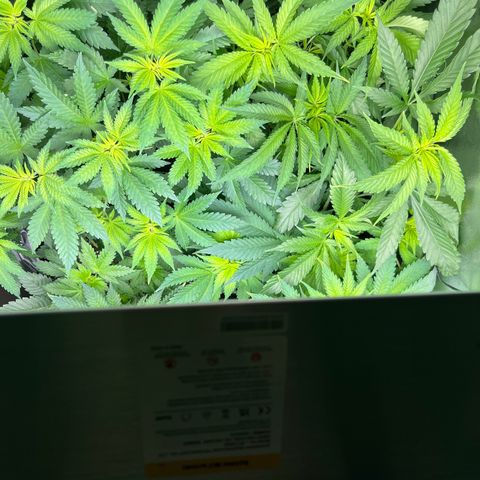 Blueberry OG growlog timeline photo