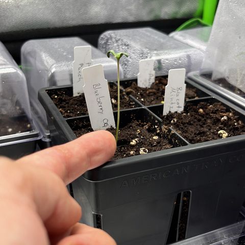 Blueberry OG growlog timeline photo