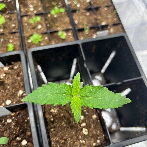 Blueberry OG growlog timeline photo