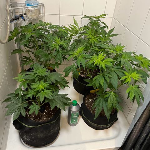 Blueberry OG growlog photo: Upper right blueberry og, full strength bloom feed