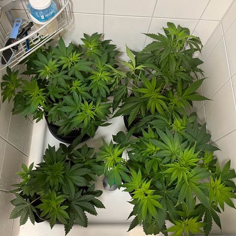 Blueberry OG growlog photo: Upper right blueberry og, full strength bloom feed