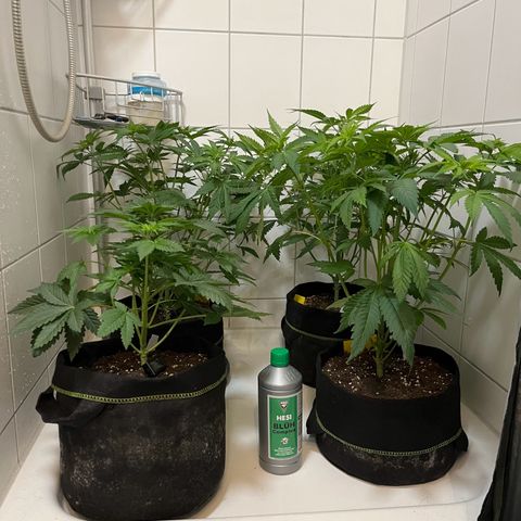 Blueberry OG growlog photo: Upper right blueberry og, full strength bloom feed