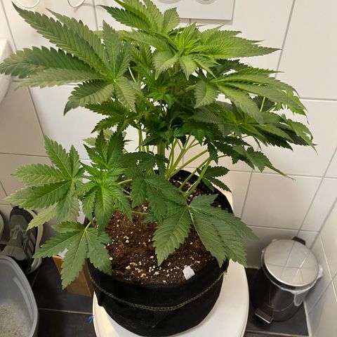 Blueberry OG growlog photo: Watered all but Purple Punch