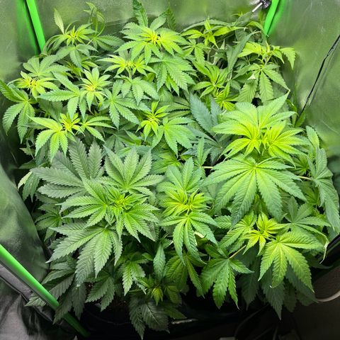 Blueberry OG growlog photo: Watered all but Purple Punch