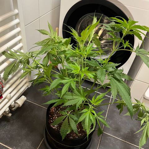 Blueberry OG growlog photo: Watered all but Purple Punch