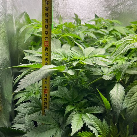 Blueberry OG growlog photo: Watered all but Purple Punch