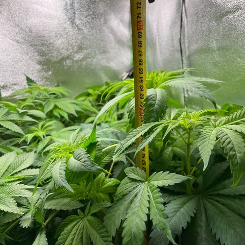 Blueberry OG growlog photo: Watered all but Purple Punch