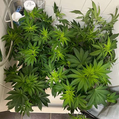 Blueberry OG growlog photo: Watered all but Purple Punch
