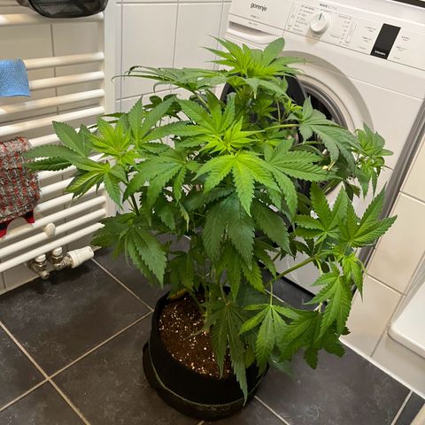 Blueberry OG growlog photo: Watered all but Purple Punch
