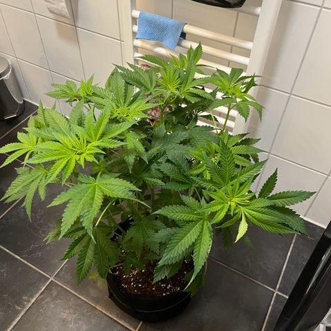 Blueberry OG growlog photo: Watered all but Purple Punch
