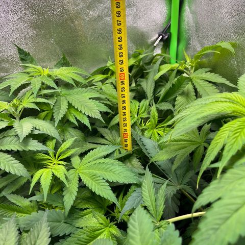 Blueberry OG growlog photo: Watered all but Purple Punch