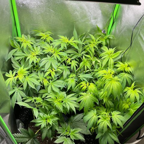 Blueberry OG growlog timeline photo