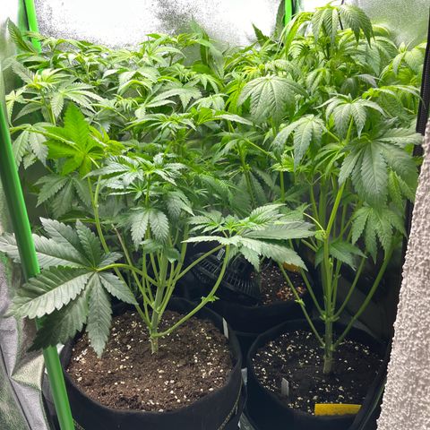 Blueberry OG growlog timeline photo