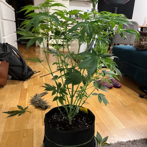 Blueberry OG growlog timeline photo