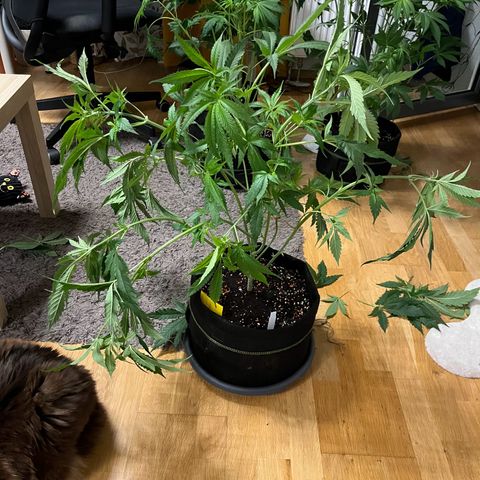 Blueberry OG growlog timeline photo