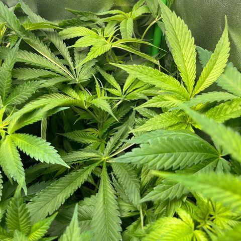Blueberry OG growlog photo: After watering and letting her stand in 3cm water, then defoliating, she now stands proud again!