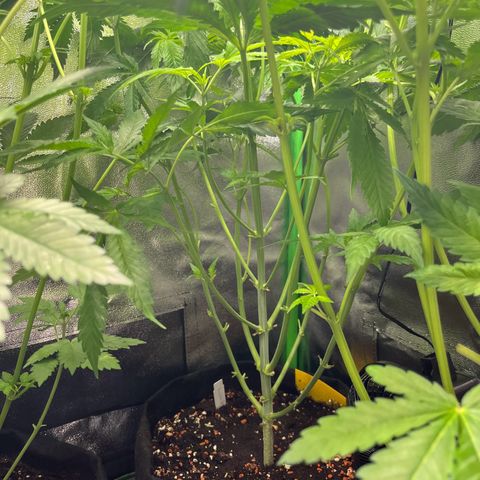 Blueberry OG growlog photo: After watering and letting her stand in 3cm water, then defoliating, she now stands proud again!
