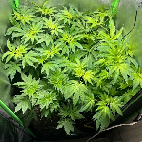 Blueberry OG growlog photo: After watering and letting her stand in 3cm water, then defoliating, she now stands proud again!