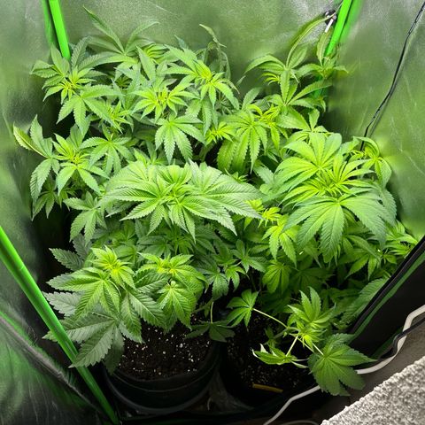 Blueberry OG growlog timeline photo