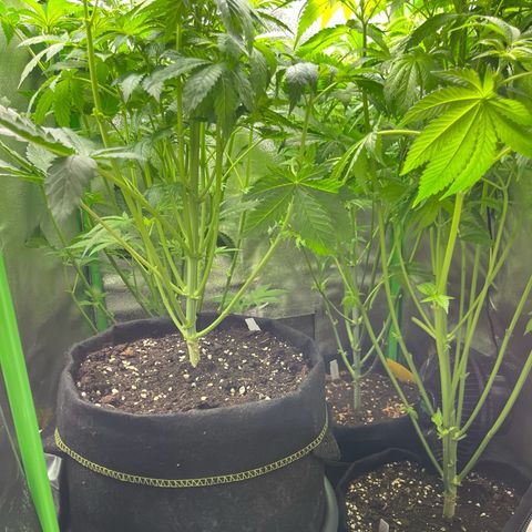 Blueberry OG growlog timeline photo