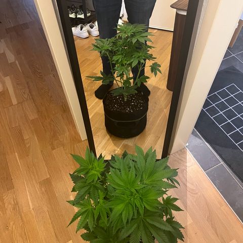 Blueberry OG growlog timeline photo