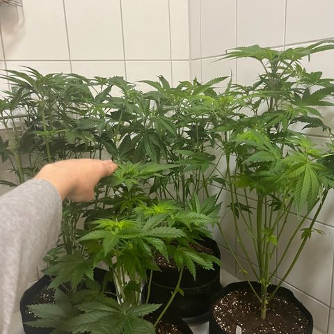 Blueberry OG growlog timeline photo