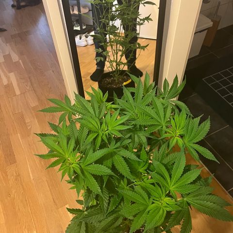 Blueberry OG growlog timeline photo
