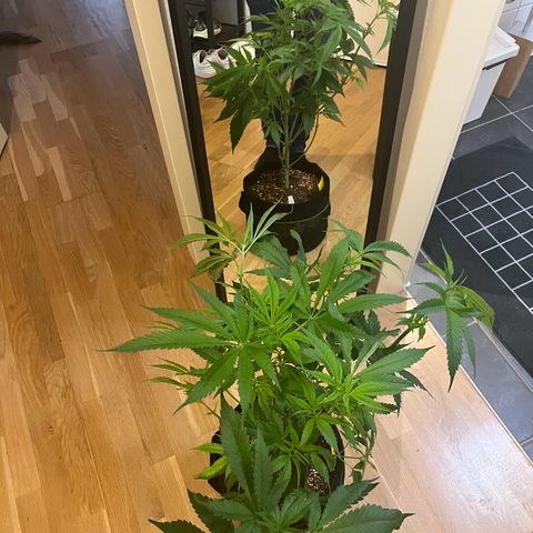 Blueberry OG growlog timeline photo