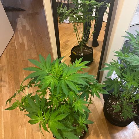 Blueberry OG growlog timeline photo