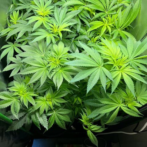 Blueberry OG growlog timeline photo