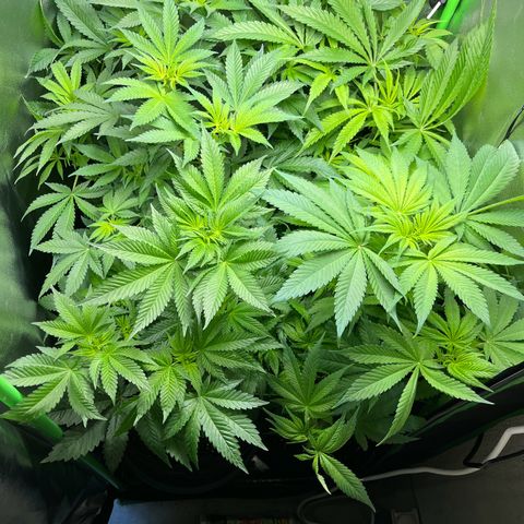 Blueberry OG growlog timeline photo