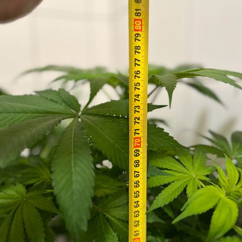 Blueberry OG growlog timeline photo