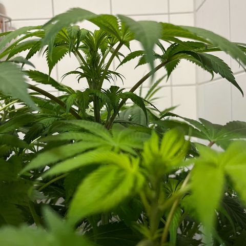 Blueberry OG growlog timeline photo