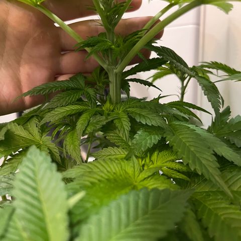 Blueberry OG growlog timeline photo