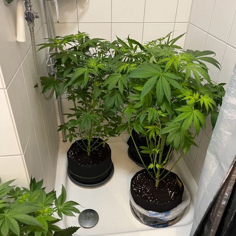 Blueberry OG growlog timeline photo