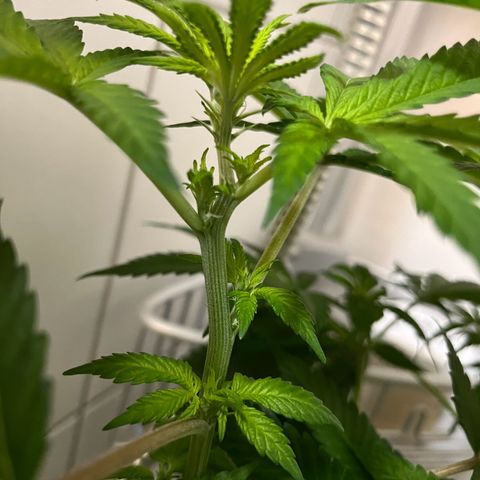 Blueberry OG growlog timeline photo