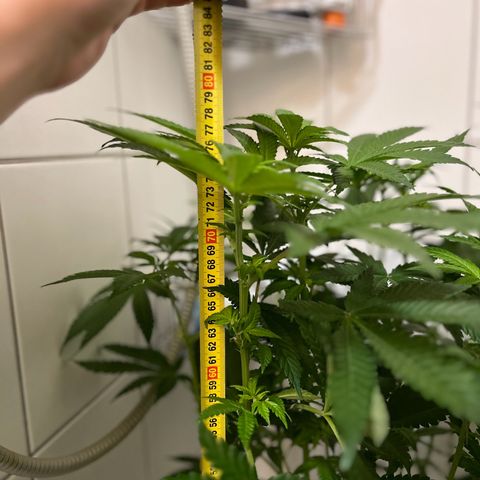 Blueberry OG growlog timeline photo