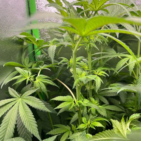 Blueberry OG growlog timeline photo